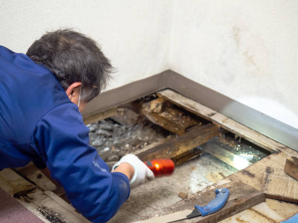 Best Crawl Space Mold Removal  in South Eliot, ME