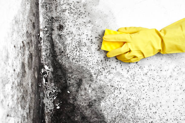 Mold Testing and Removal in South Eliot, ME