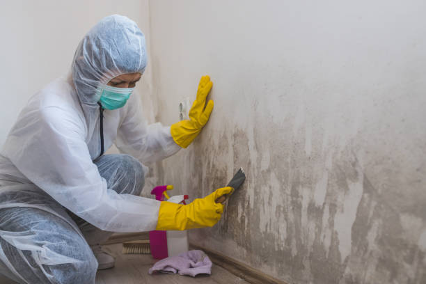 Best Residential Mold Removal  in South Eliot, ME