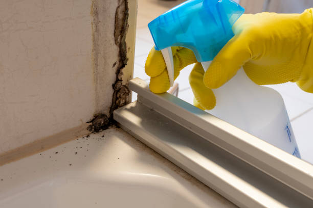 Best Local Mold Removal Service  in South Eliot, ME