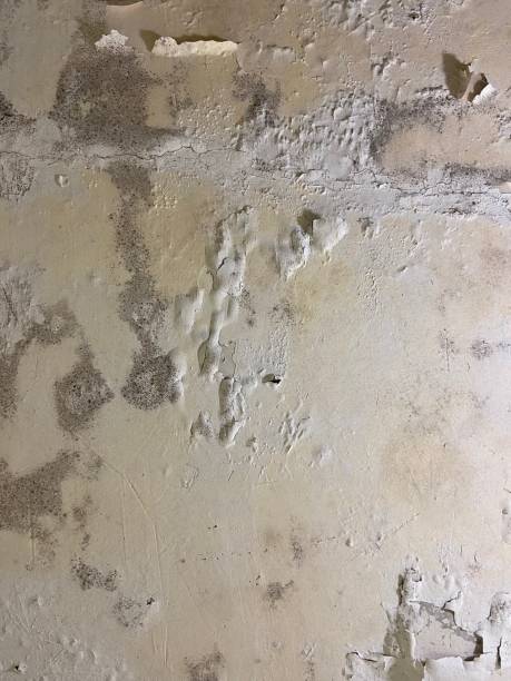 Best Mold Damage Repair  in South Eliot, ME