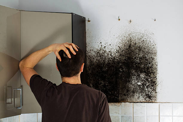 Attic Mold Removal in South Eliot, ME